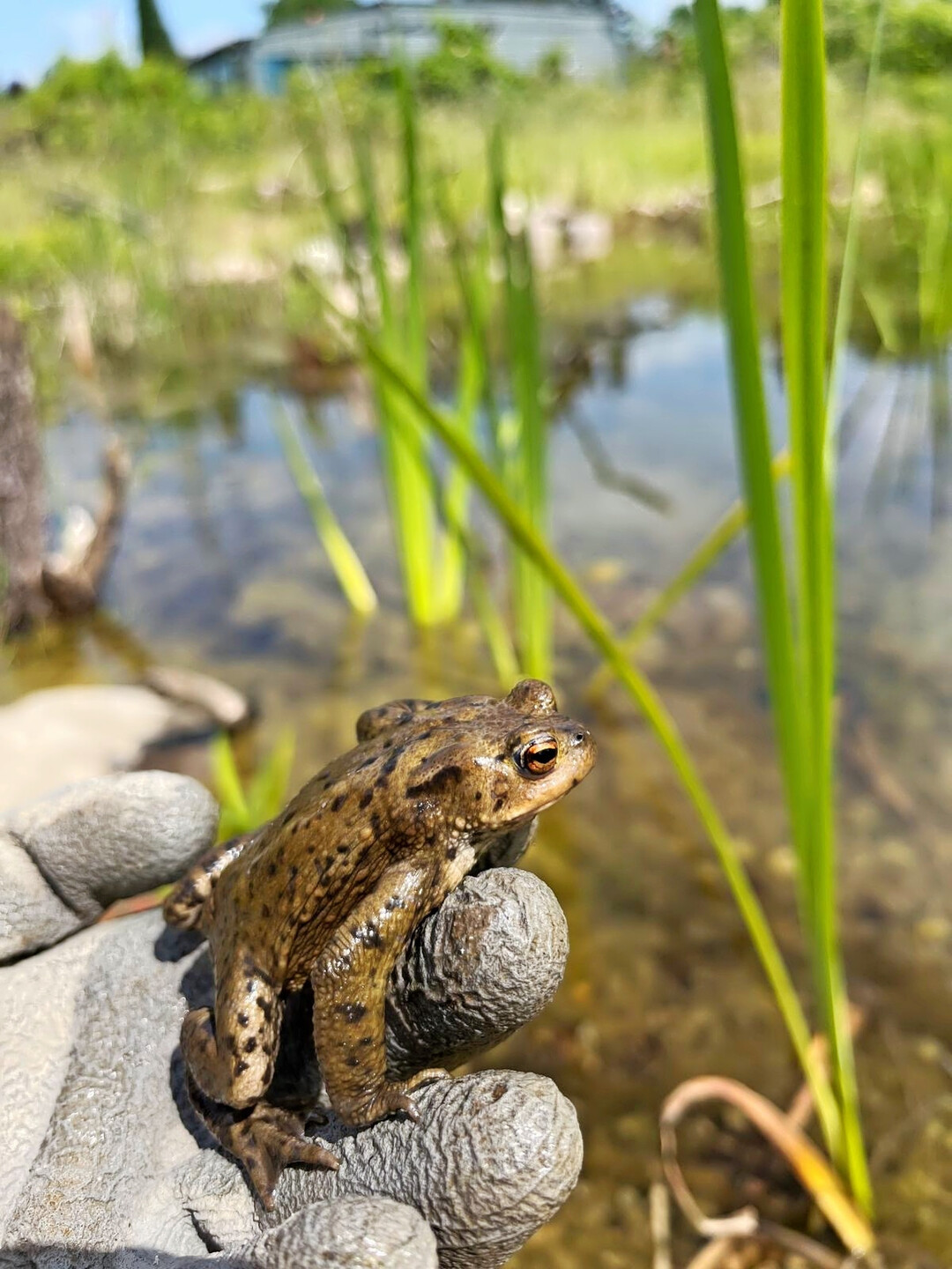 Es müssen nicht immer seltene und gefährdete Arten sein: Umweltbildung fängt auch schon bei häufigen Amphibien wie der Erdkröte an.