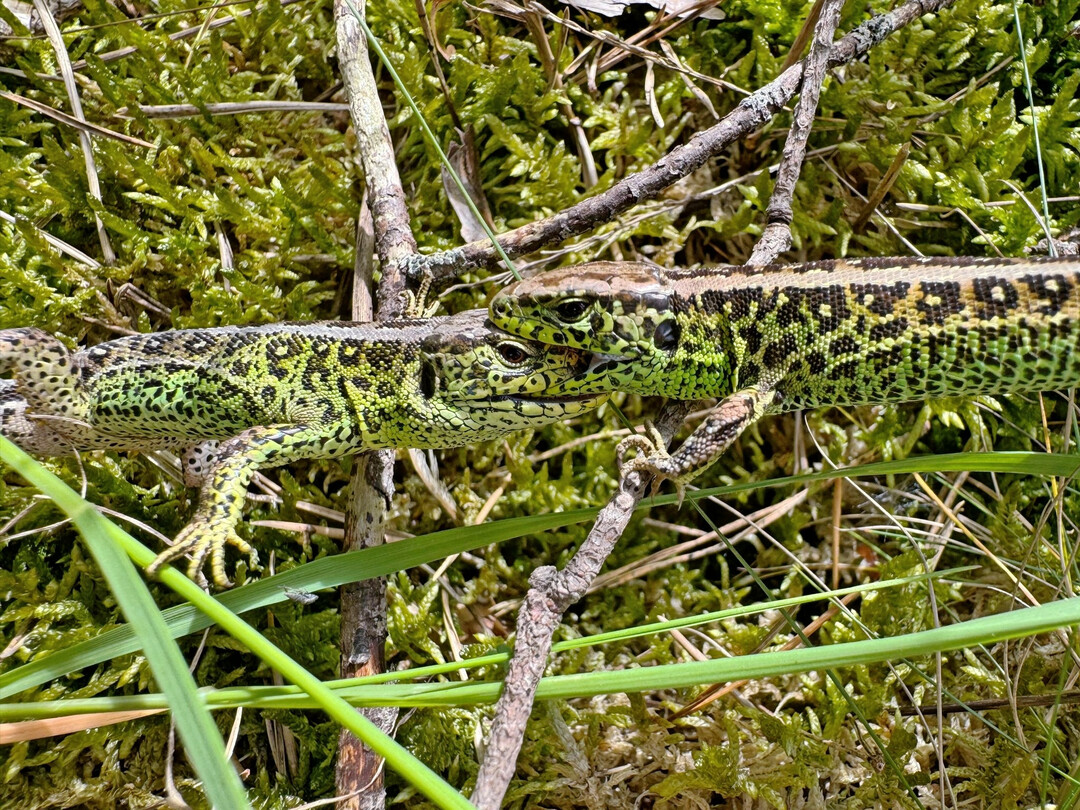Beim Kampf um die Weibchen gehen die Zauneidechsen-Männchen schon mal grob miteinander um.