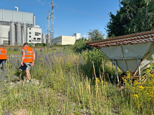 Erstbegehung zum Feststellen von Reptilien