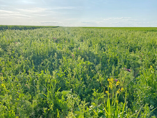 Mehrj�hrige Brachfl�chen f�rdern die Biodiversit�t in der Agrarlandschaft, sind f�r landwirtschaftliche Betriebe aber finanziell herausfordernd. Ob sich Landwirtinnen und Landwirte an EU-gef�rderten Ma�nahmen f�r den Natur- und Umweltschutz beteiligen, h�ngt ma�geblich von ihrem Netzwerk ab.