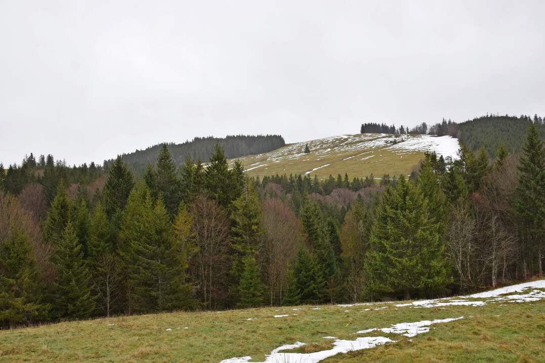 Kulturlandschaft am Feldberg: Weiden und Wald wechseln sich ab.
