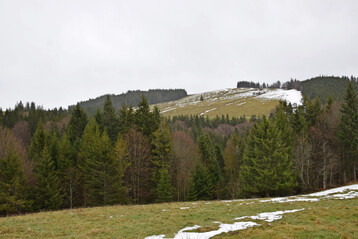 Kulturlandschaft am Feldberg: Weiden und Wald wechseln sich ab.