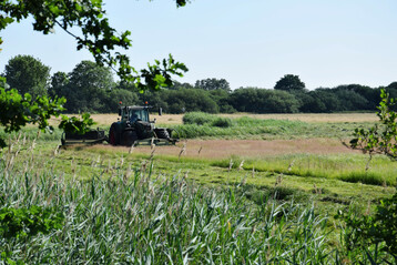 Grnlandmahd am Dmmer See