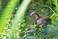 Eurasischer Fischotter (
<i>Lutra lutra</i>
 L.)