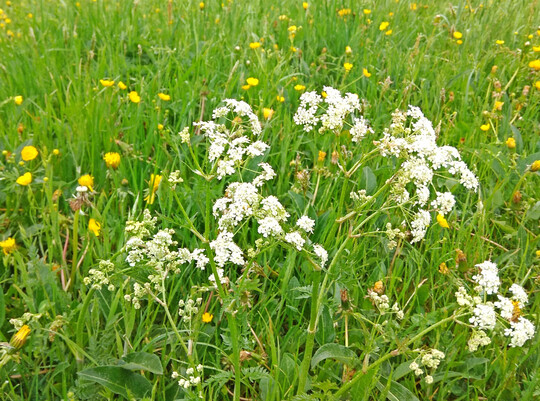Die Forschenden untersuchten die Artenvielfalt auf Wiesen.