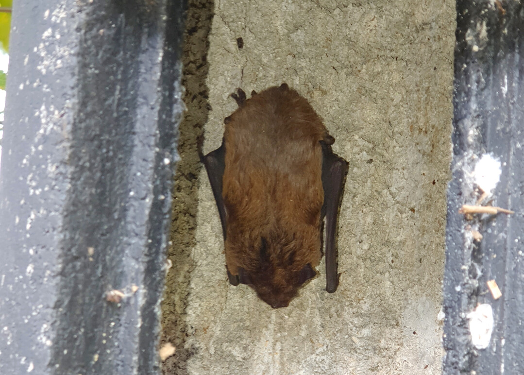 Im Gegensatz zum Mausohr lebt der Große Abendsegler (
<i>Nyctalus noctula</i>
) bevorzugt in Wäldern.