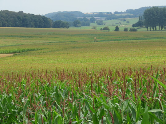 Vorher: Eine intensiv genutzte Ackerlandschaft.