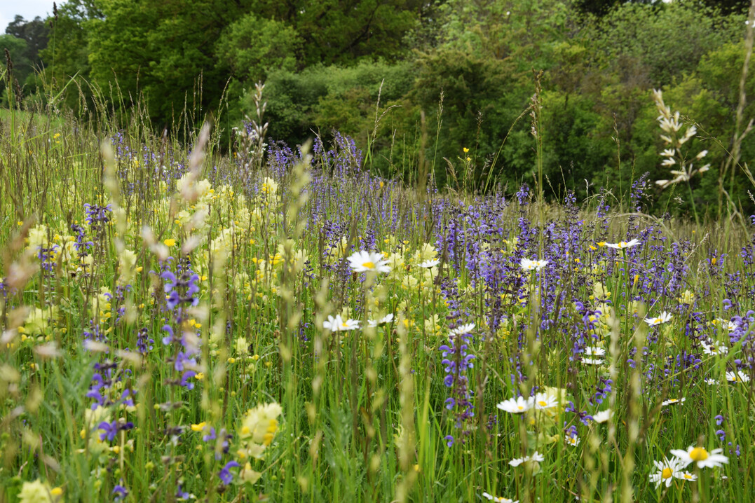 Artenreiche Salbei-Glatthaferwiese mit Wiesen-Salbei