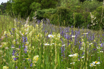 Artenreiche Salbei-Glatthaferwiese mit Wiesen-Salbei