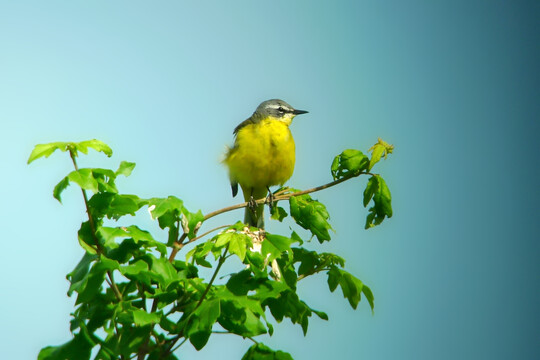 Wiesenschaftstelze (
<i>Motacilla flava</i>
) auf Gesangswarte
