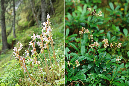 In der Waldflora gibt es zwei besondere Arten, die sowohl geschtzt als auch gefhrdet sind und fr deren Fortbestehen Deutschland die Verantwortung bernimmt. Es sind dies der Blattlose Widerbart (
<i>Epipogium aphyllum</i>
) (Bild links) und das Doldenwinterlieb (
<i>Chimaphila umbellata</i>
) (Bild rechts). Es ist bemerkenswert, dass beide Arten in Nadelwldern wachsen. Der Widerbart kommt vor in Fichtenwldern (Vaccinio Piceion, siehe Bild), Tannenwldern (Galio Abietion) und Buchenwldern (Asperula Fagion). Das Doldenwinterlieb kommt vor in Kiefernwldern (Vaccinium Pinetum, Erico Pinetalia). Beide Arten ernhren sich vollstndig (
<i>Epipogium</i>
) bzw. partiell (
<i>Chimaphila</i>
) mykoheterotroph. Sie sind somit streng auf spezifische Pilzpartner angewiesen, die gleichzeitig eine Ektomykorrhiza mit wiederum spezifischen Waldbumen eingehen. Mit dem staatlich untersttzten Waldumbau zu mehr Laubwald ohne Nadelholz und Buche sind beide Arten in Zukunft noch strker in ihrem Bestand gefhrdet als bisher. Wie Deutschland in dieser Situation seine Verantwortung fr den Erhalt dieser Arten wahrnimmt, und, ob Deutschland bei einem Aussterben dieser Arten haftet, ist ungeklrt. Dies zeigt Grenzen des Naturschutzes unter Bedingungen des Klimawandels.
