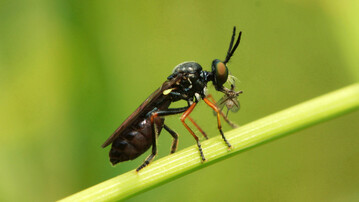 Die Gefleckte Habichtsfliege (
<i>Dioctria lateralis</i>
) ist eine von etwa 13 in Deutschland verbreiteten Raubfliegen-Arten der Gattung
<i>Dioctria</i>
.