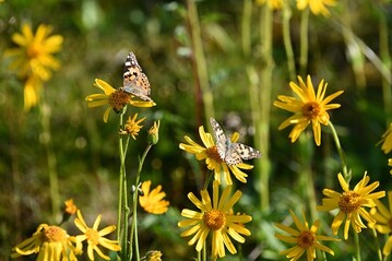 Blhende Arnikapflanzen sind auch fr viele Bestuber sehr attraktiv. 