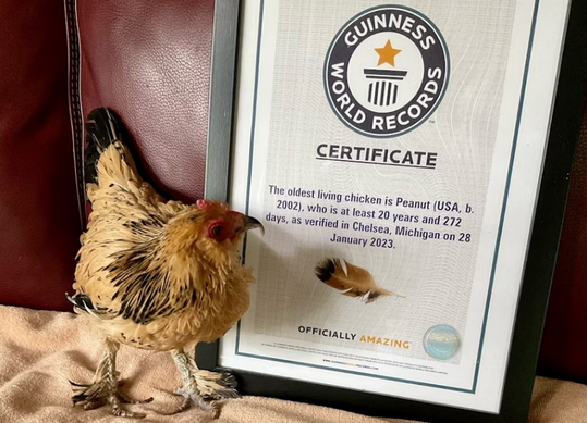 Peanut ist aktuell die älteste lebende Henne der Welt.
