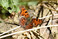 C-Falter (
<i>Polygonia c-album</i>
)