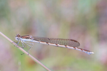 Gemeine Winterlibelle (
<i>Sympecma fusca</i>
)