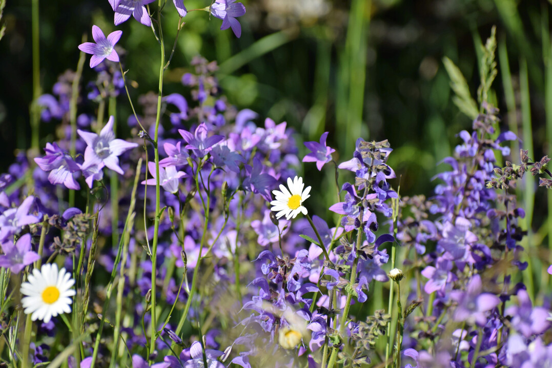 Artenreiche Salbei-Glatthaferwiese mit Wiesen-Salbei, Margerite und Glockenblumen