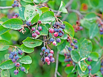 Früchte der Felsenbirne