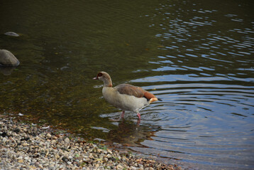 Nilgans (
<i>Alopochen aegyptiaca</i>
)