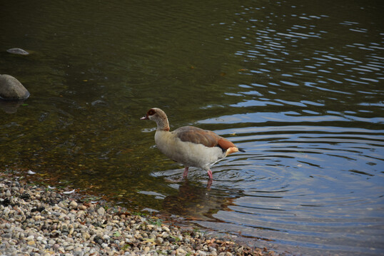 Nilgans (
<i>Alopochen aegyptiaca</i>
)