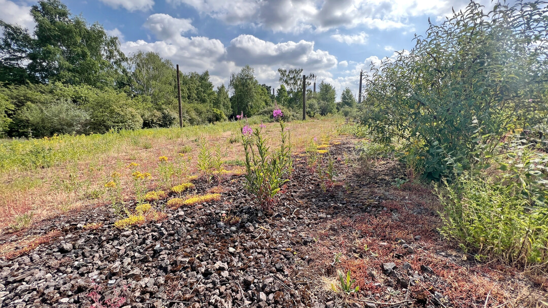 Abb. 10: ein konkretes Beispiel für eine Industrienaturfläche, auf der sich in den letzten Jahrzehnten eine sehr artenreiche Flora und Fauna entwickeln konnte.