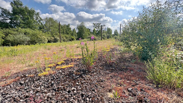 Abb. 10: ein konkretes Beispiel für eine Industrienaturfläche, auf der sich in den letzten Jahrzehnten eine sehr artenreiche Flora und Fauna entwickeln konnte.