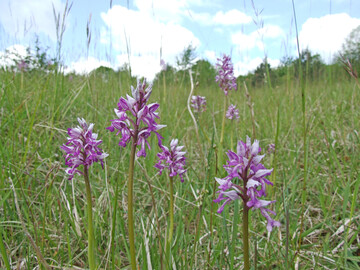 Helm-Knabenkraut (
<i>Orchis militaris</i>
) im LIFE-Projekt �Vielfalt auf Kalk�