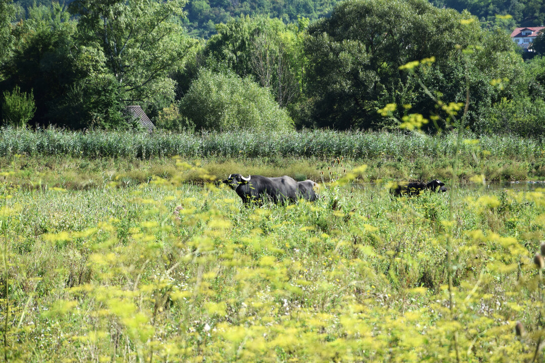 Wasserb�ffel auf der Feuchtweide