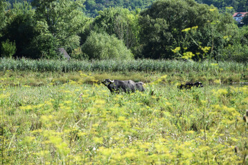 Wasserbüffel auf der Feuchtweide