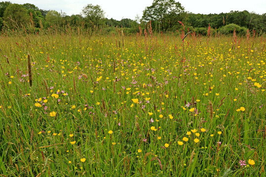 Artenreiche Wiese mit Kuckucks-Lichtnelke. Erst nach genauer Aufnahme der Pflanzenarten kann entschieden werden, ob es eine feuchte Auspr�gung einer mageren Flachland-M�hwiese (6510) ist oder eine Feuchtwiese, die dem Calthion und somit keinem LRT zuzuordnen ist.