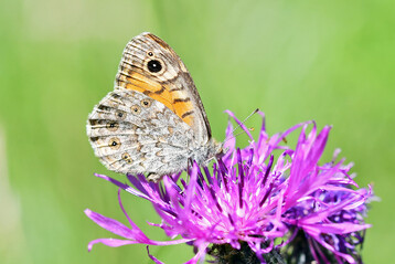 Mauerfuchs (
<i>Lasiommata megera</i>
) bei Bltenbesuch auf Skabiosen-Flockenblume (
<i>Centaurea scabiosa</i>
)
