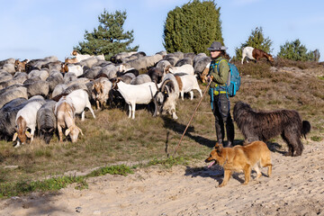 Sch�ferin mit Schnuckenherde und Altdeutschen H�tehunden