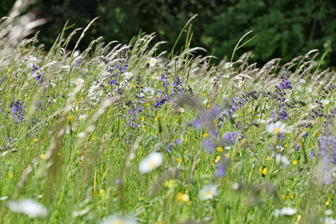 Artenreiche Salbei-Glatthaferwiese mit Wiesen-Salbei