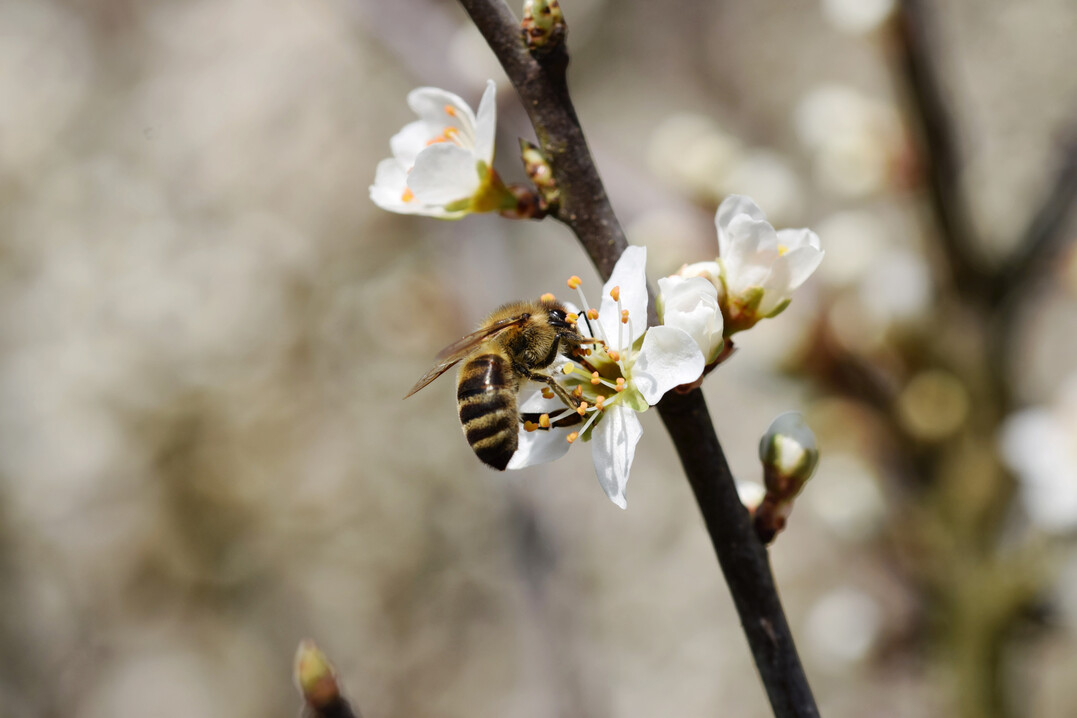 Honigbiene (
<i>Apis mellifera</i>
) an Schlehe (
<i>Prunus spinosa</i>
)