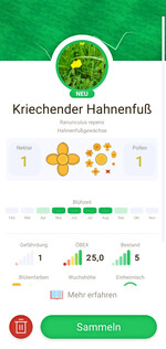 Kurze Artporträts der bestimmten Arten geben weitere Infos zur Art, beispielsweise zum Pollen- und Nektarwert.