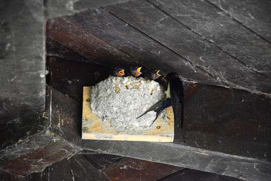 Nest der Rauchschwalbe (
<i>Hirundo rustica</i>
)