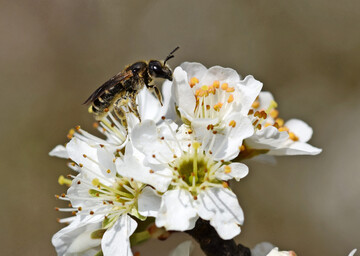 Furchenbiene, vermutlich Dickkopfige Furchenbiene (
<i>Halictus maculatus</i>
) an Schlehe (
<i>Prunus spinosa</i>
)