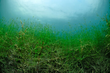 Armleuchteralge (
<i>Nitellopsis obtusa</i>
)