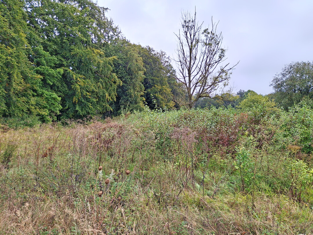 Maßnahmenfläche „Vor dem Hellenberg“ vor Umsetzung im September 2024