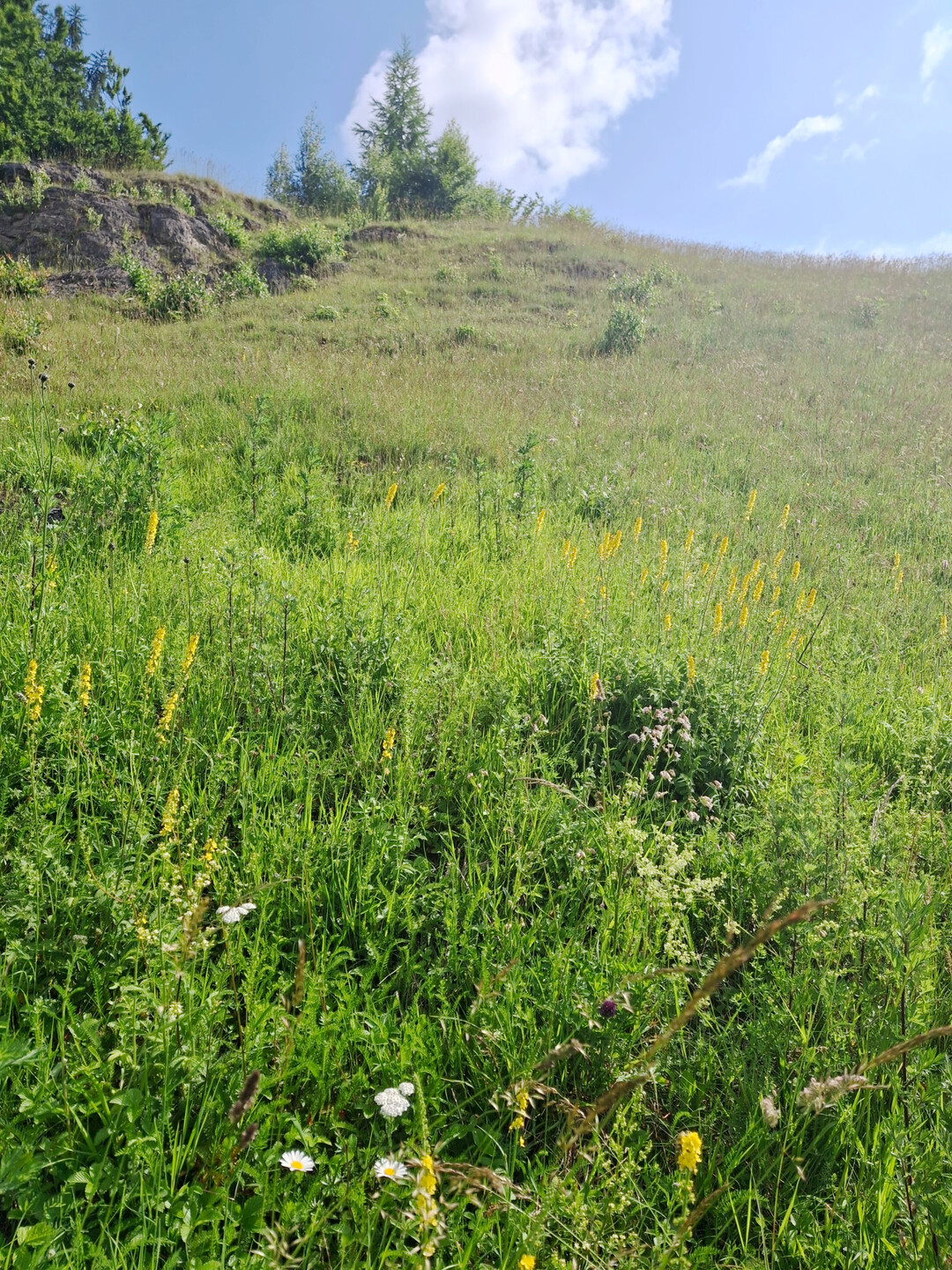 Blühende Wiese am Schulberg, Sommer 2025