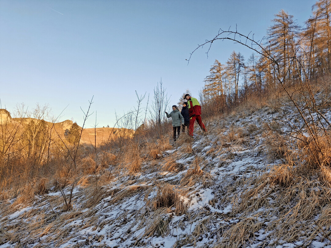 Teilfläche des Schulbergs vor der Maßnahmenumsetzung im Januar 2025