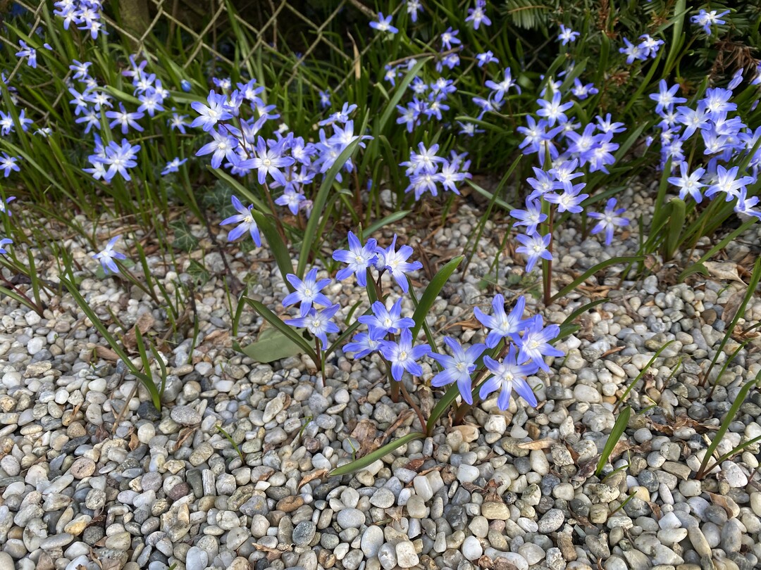 Viele Kleinblumenzwiebeln, wie hier der Schneestolz (Chionodoxa) sen sich von alleine aus und bilden von Jahr zu Jahr grere Teppiche. Bald nach der Blte verschwienden die Pflanzen, um im nchsten Frhjahr wieder zu erscheinen.