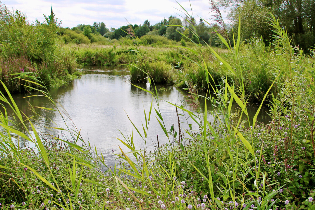 Renaturierter Abschnitt an der Luhe-M�ndung. Das Projekt wurde durch die Stiftung Lebensraum Elbe umgesetzt.