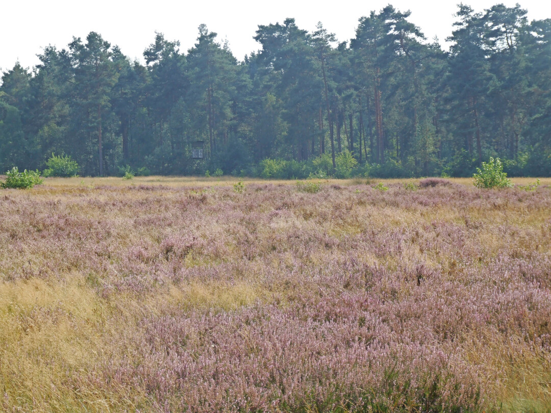 Bl�hende Heide
