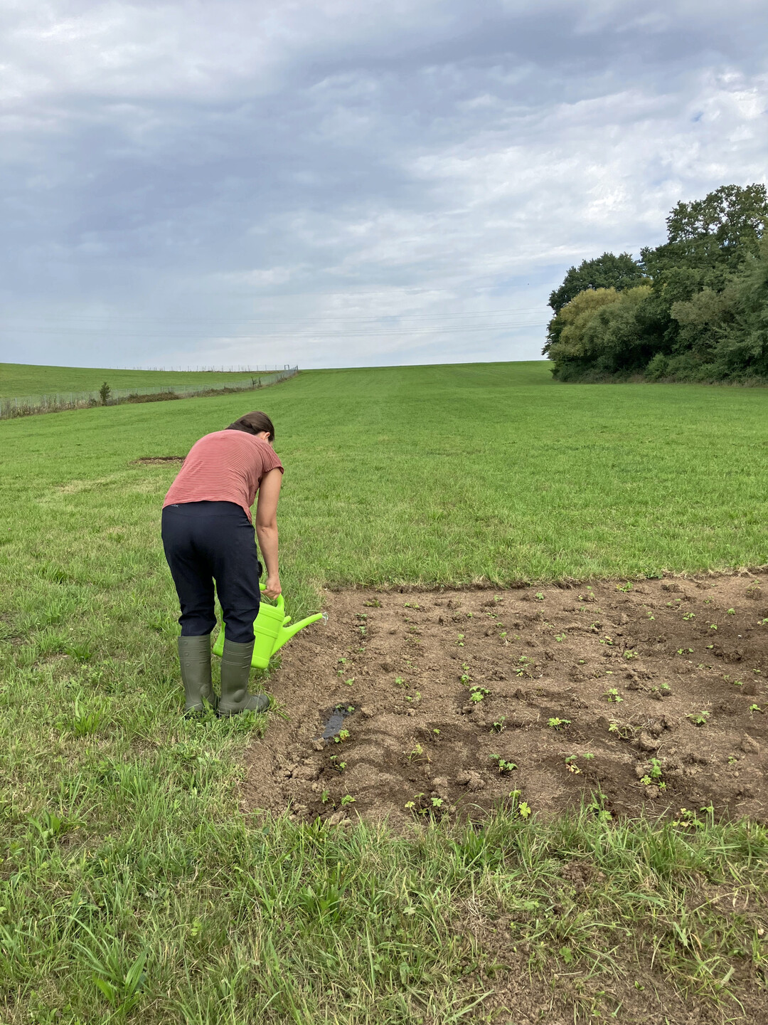Abb. 3+4: Gießen und Andrücken der Pflanzen war im Sommer notwendig.