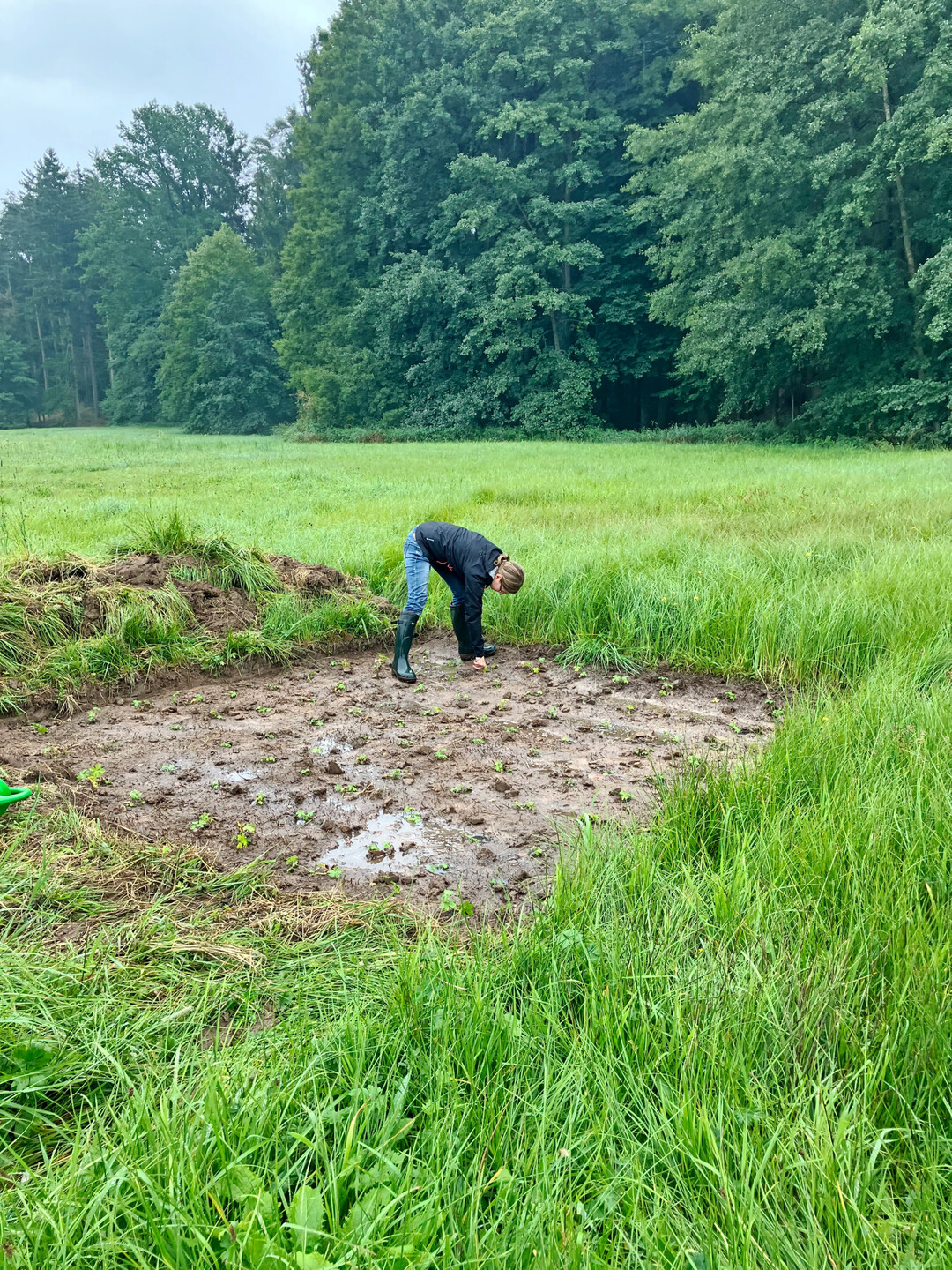 Abb. 3+4: Gießen und Andrücken der Pflanzen war im Sommer notwendig.