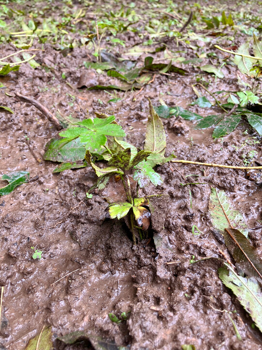 Abb. 6: vitaler Trollblumensetzling auf gut wasserversorgtem Standort