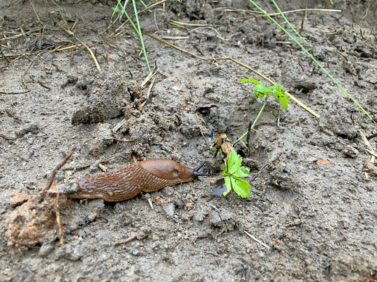 Abb. 7: Eine Nacktschnecke auf dem Weg zum Frühstück?