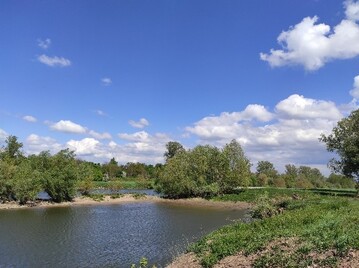 Wertvolles Biotop: der Neckar in Mannheim