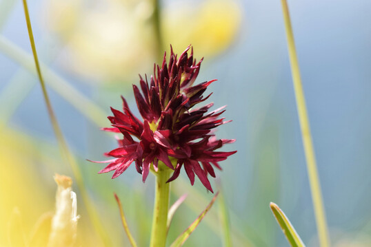 Schwarzes Kohlröschen (
<i>Nigritella nigra</i>
) in den Alpen